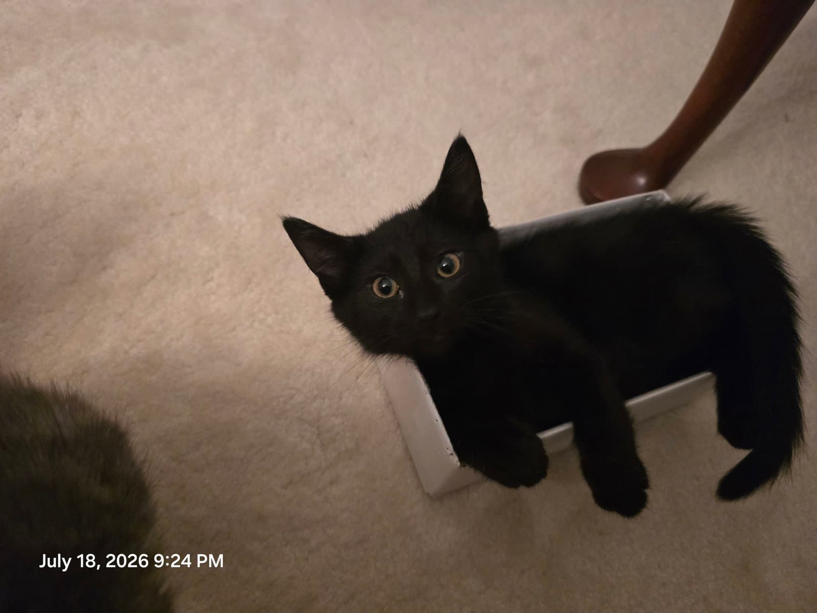 Tommaso - Domestic Short Hair