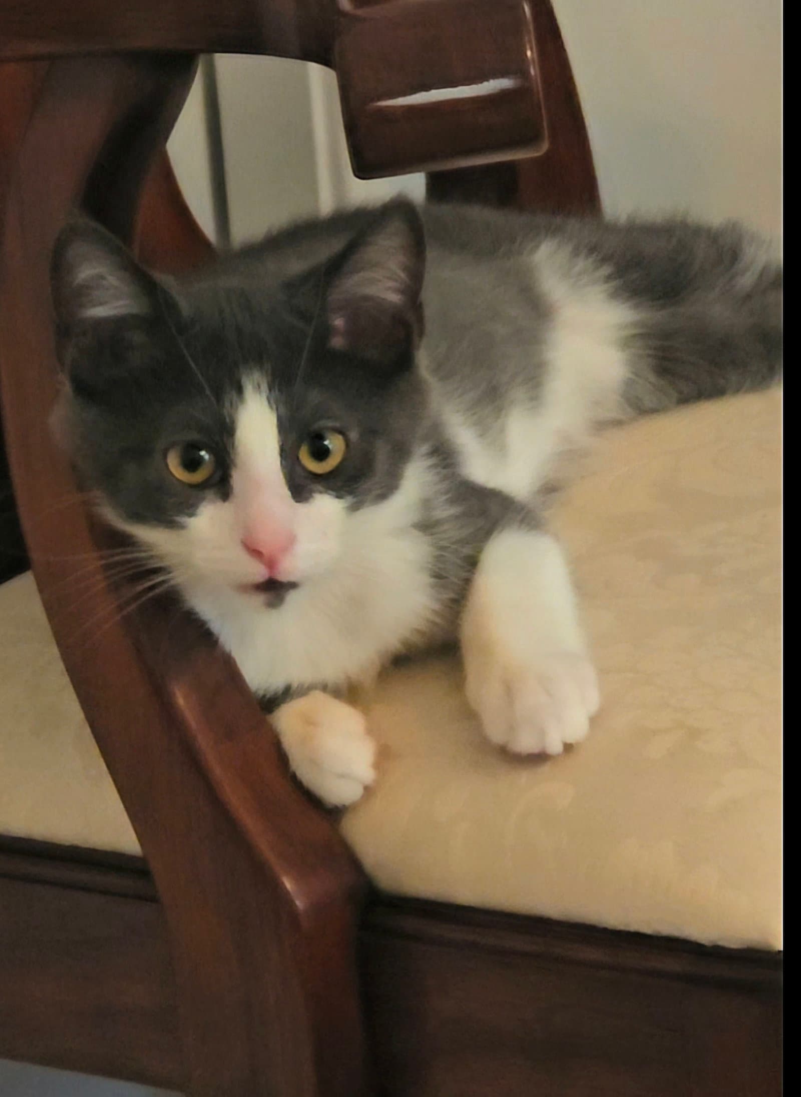 Julio - Domestic Short Hair