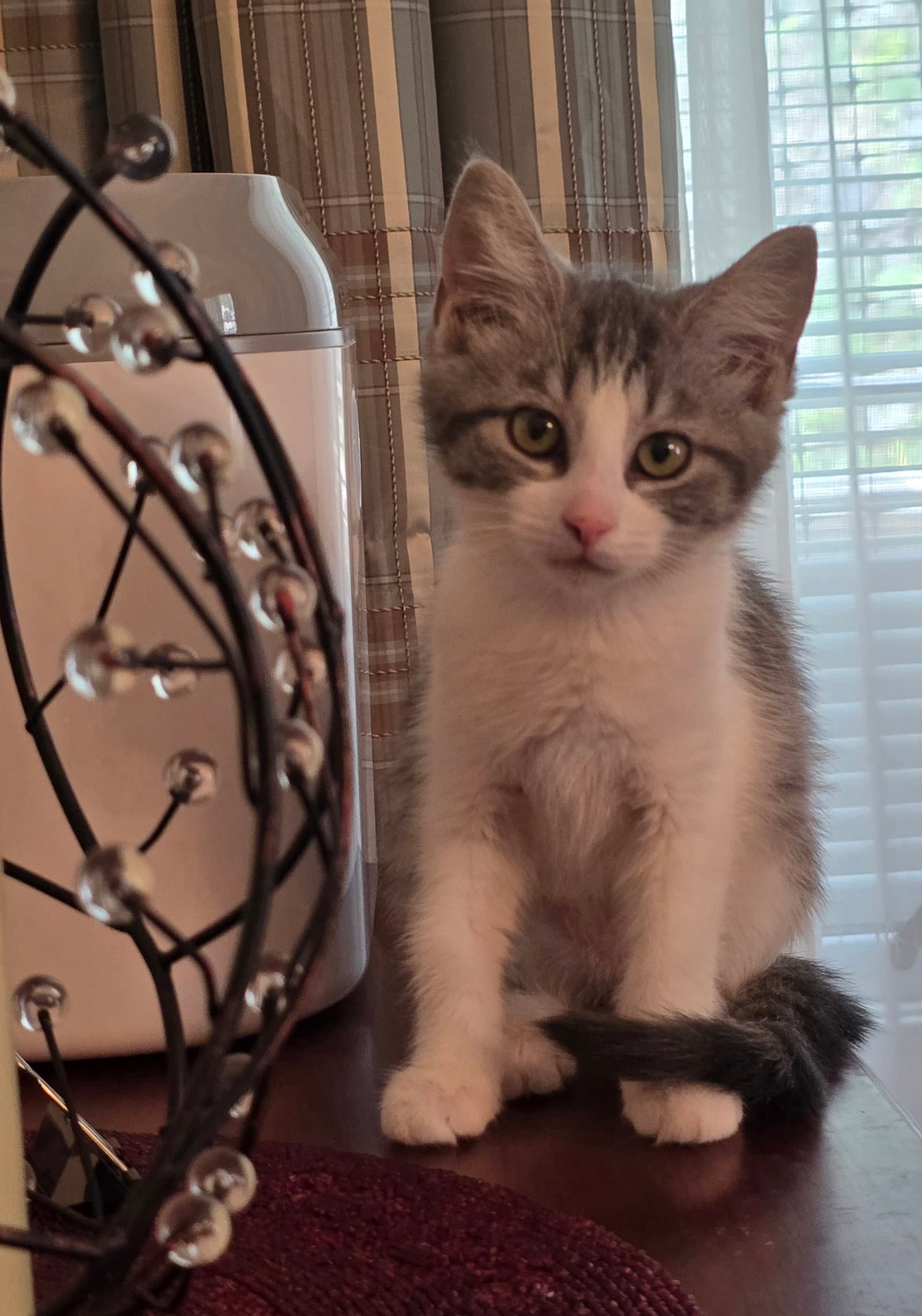 Margaux - Domestic Short Hair