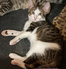 Finn image 3