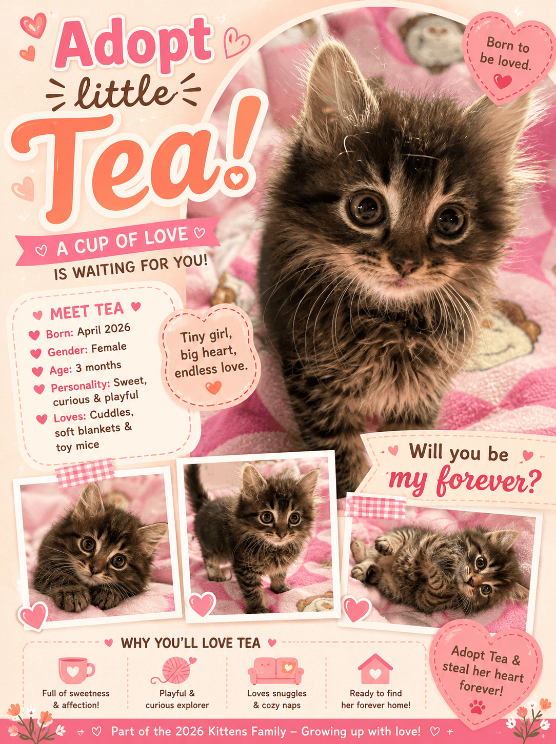 Tea - Domestic Long Hair