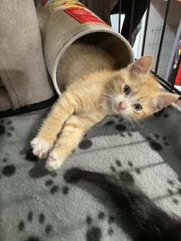 Cheeto image 1