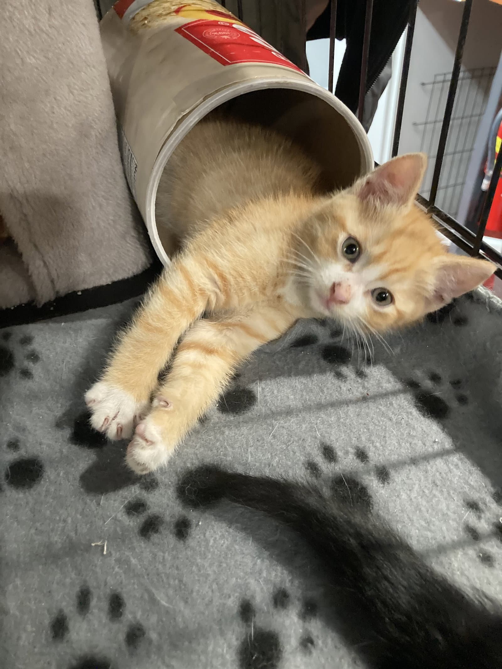 Cheeto - Domestic Short Hair