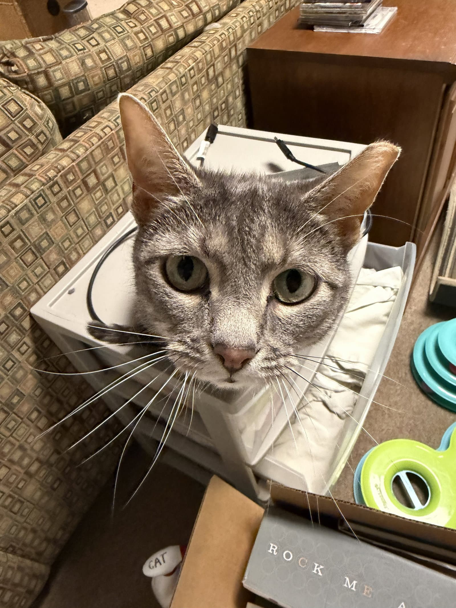 Amora Adopt With Friendly Big Brother Tom - Domestic Short Hair
