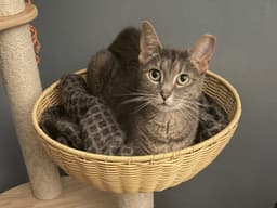 Amora Adopt With Friendly Big Brother Tom image 4