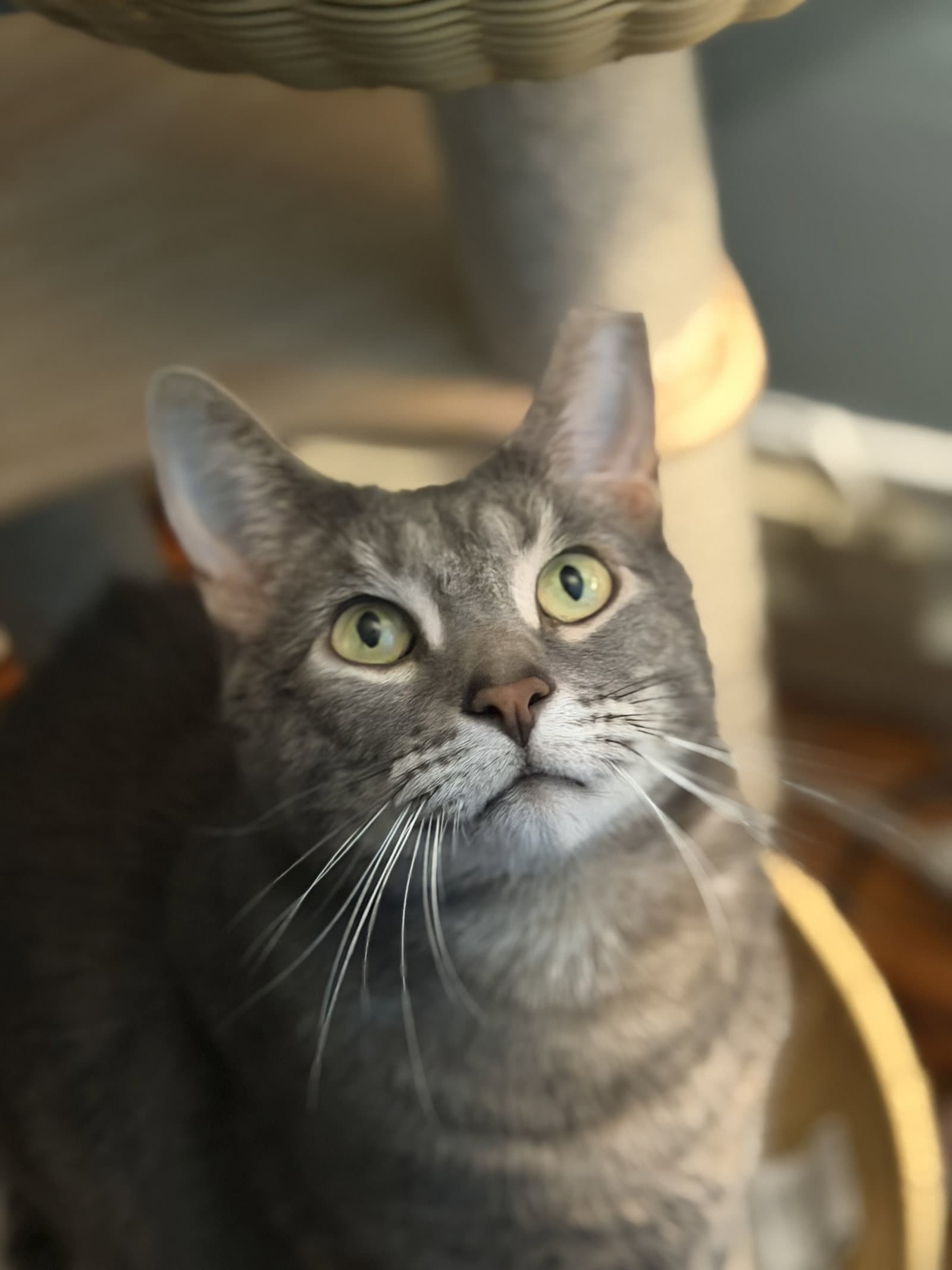 Tom Adopt With Little Sister Amora - Domestic Short Hair