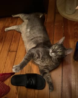 Tom Adopt With Little Sister Amora image 2