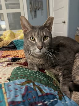 Tom Adopt With Little Sister Amora image 3