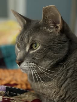 Tom Adopt With Little Sister Amora image 4