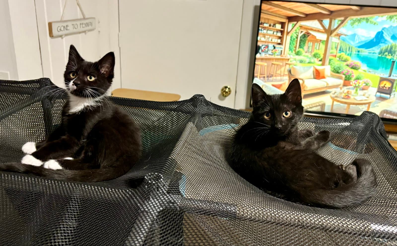 Nessie - Domestic Short Hair