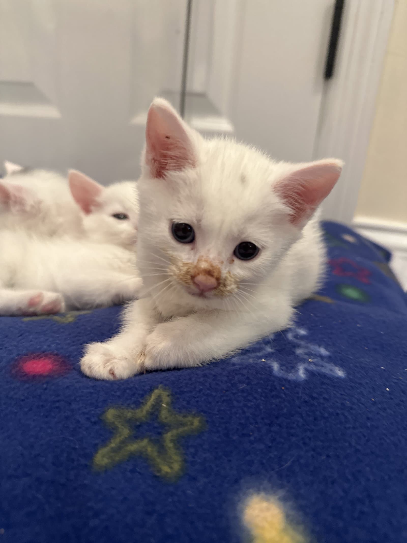 Bon Bon - Domestic Short Hair