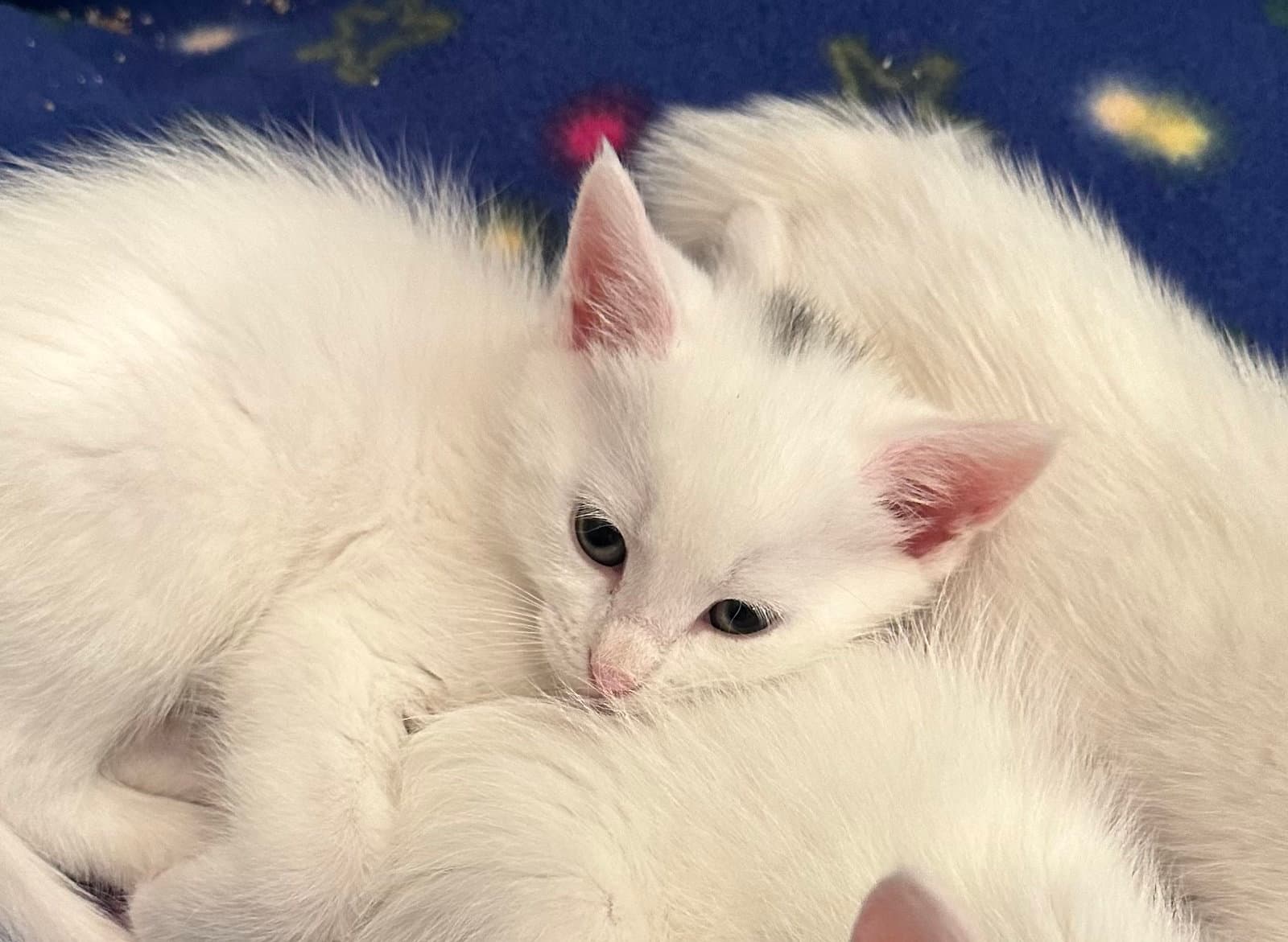 Meringue - Domestic Short Hair