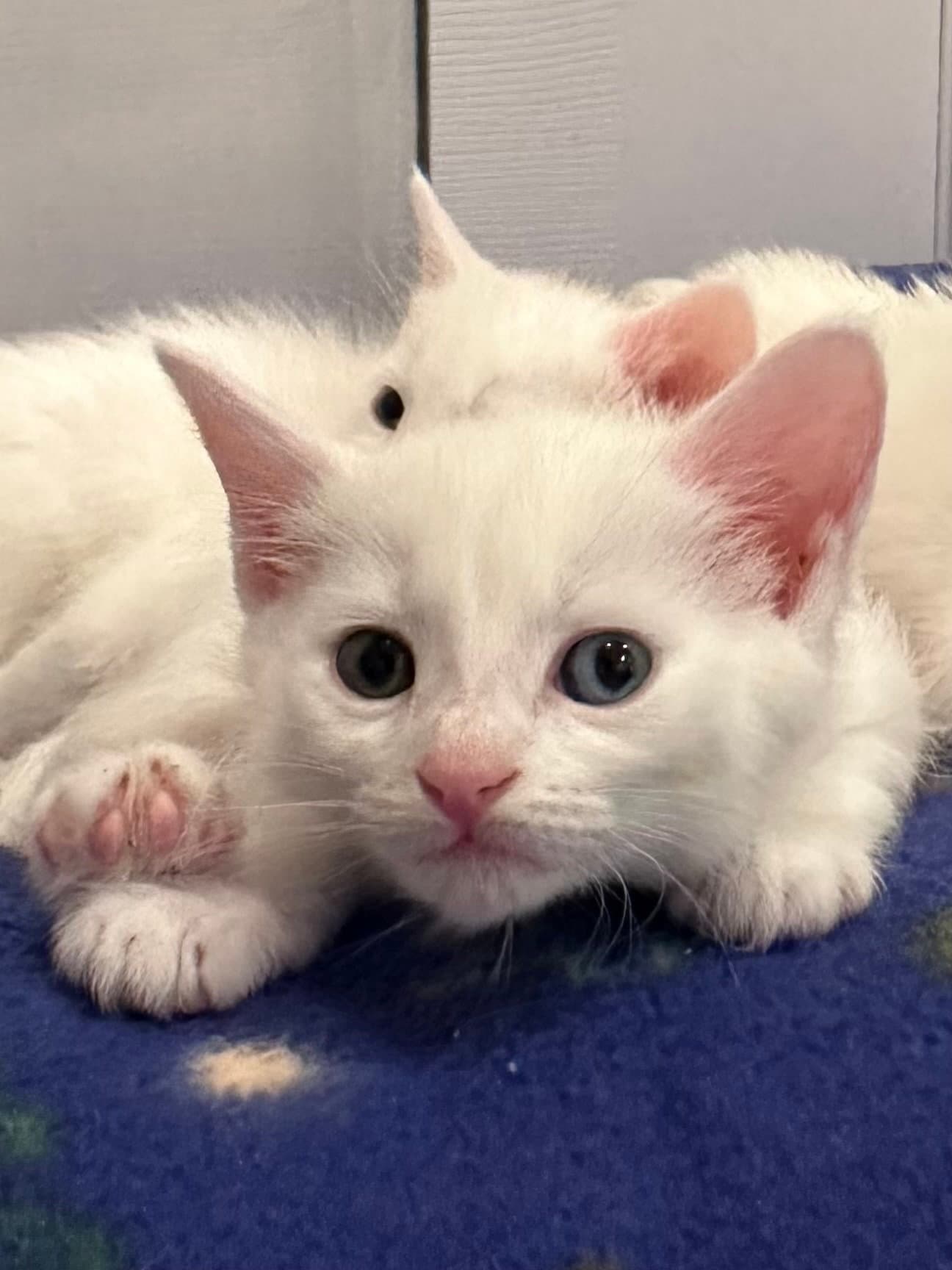 Brioche - Domestic Short Hair
