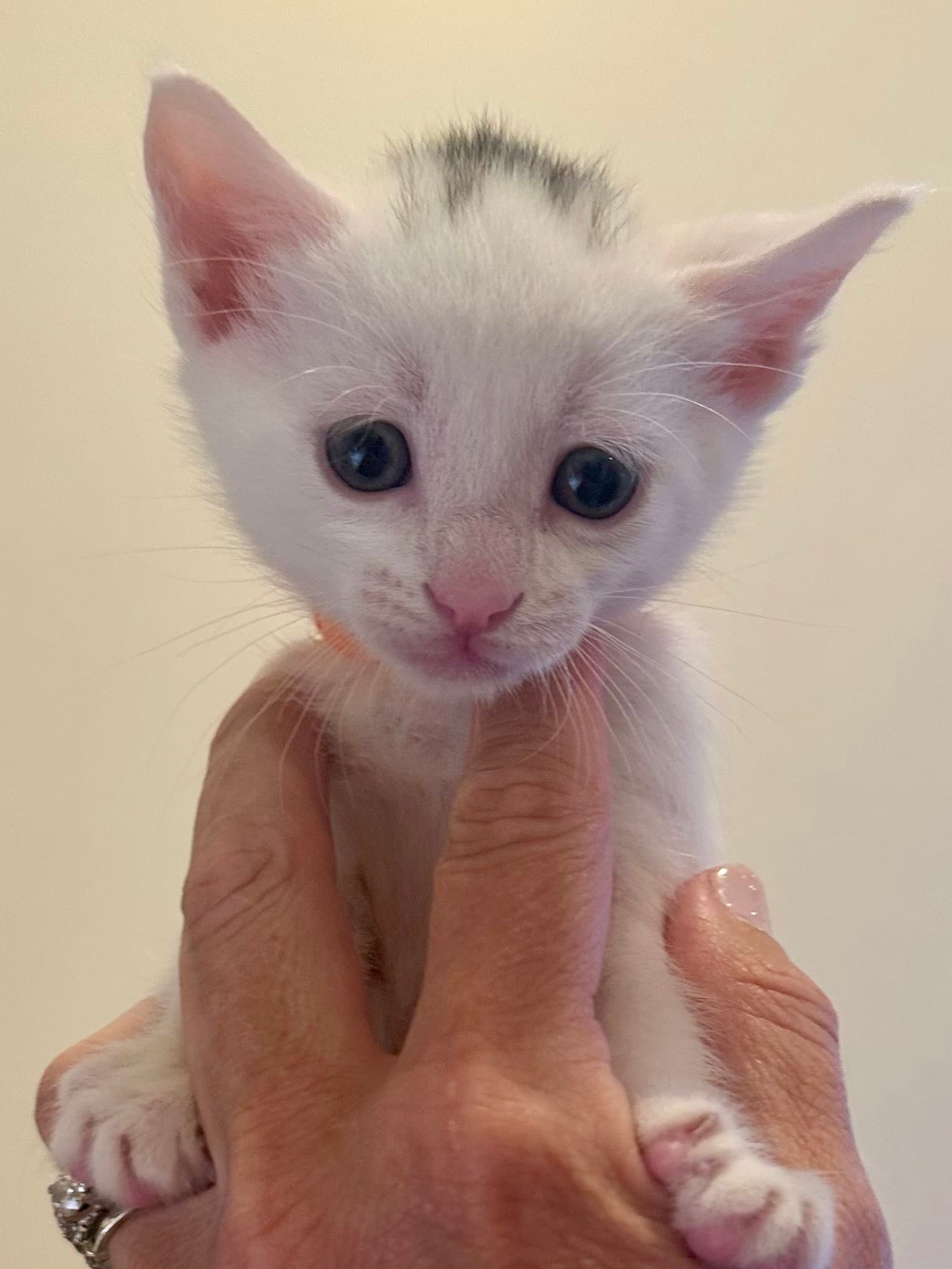 Macaron - Domestic Short Hair