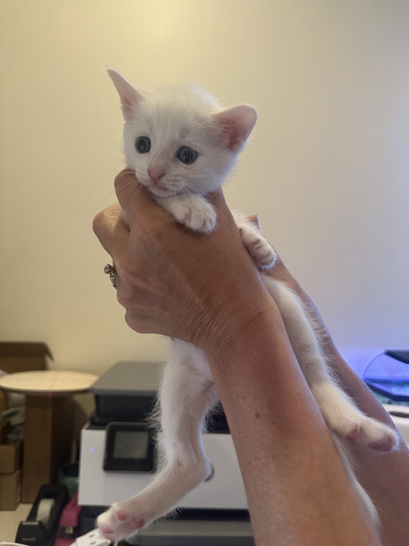 Eclair - Domestic Short Hair