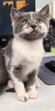 Dori - Domestic Short Hair