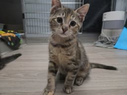 Zoe image 1