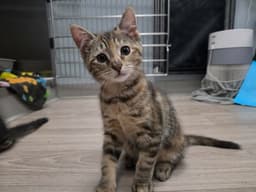 Zoe image 2