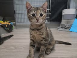 Zoe image 3