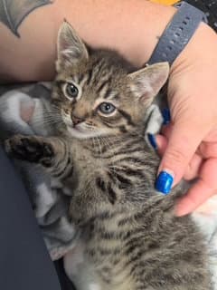 Ace - Domestic Short Hair