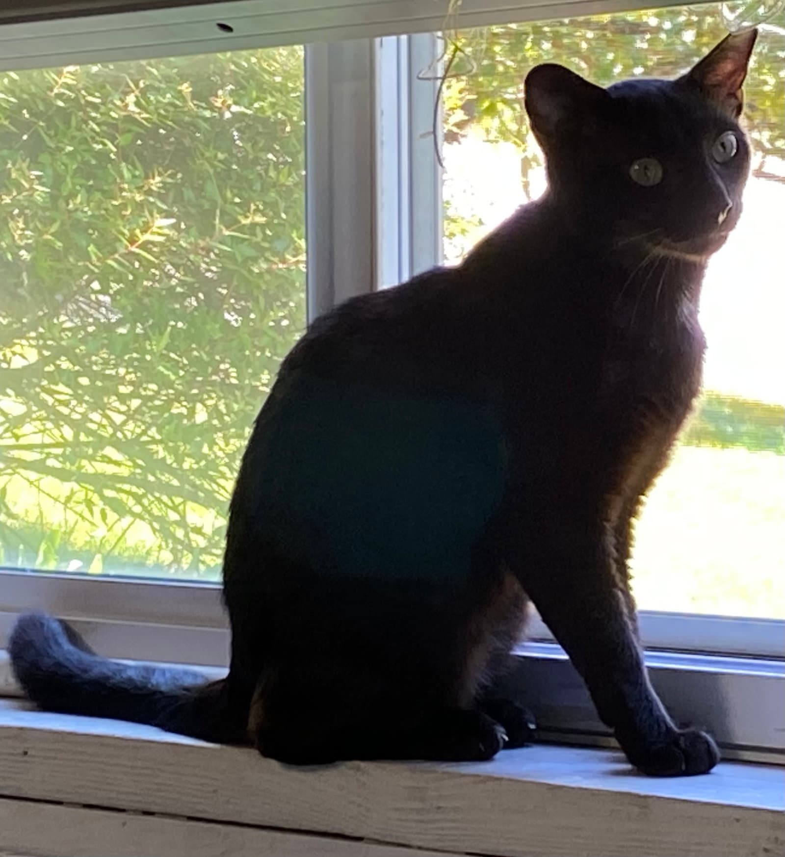Peabo - Domestic Short Hair
