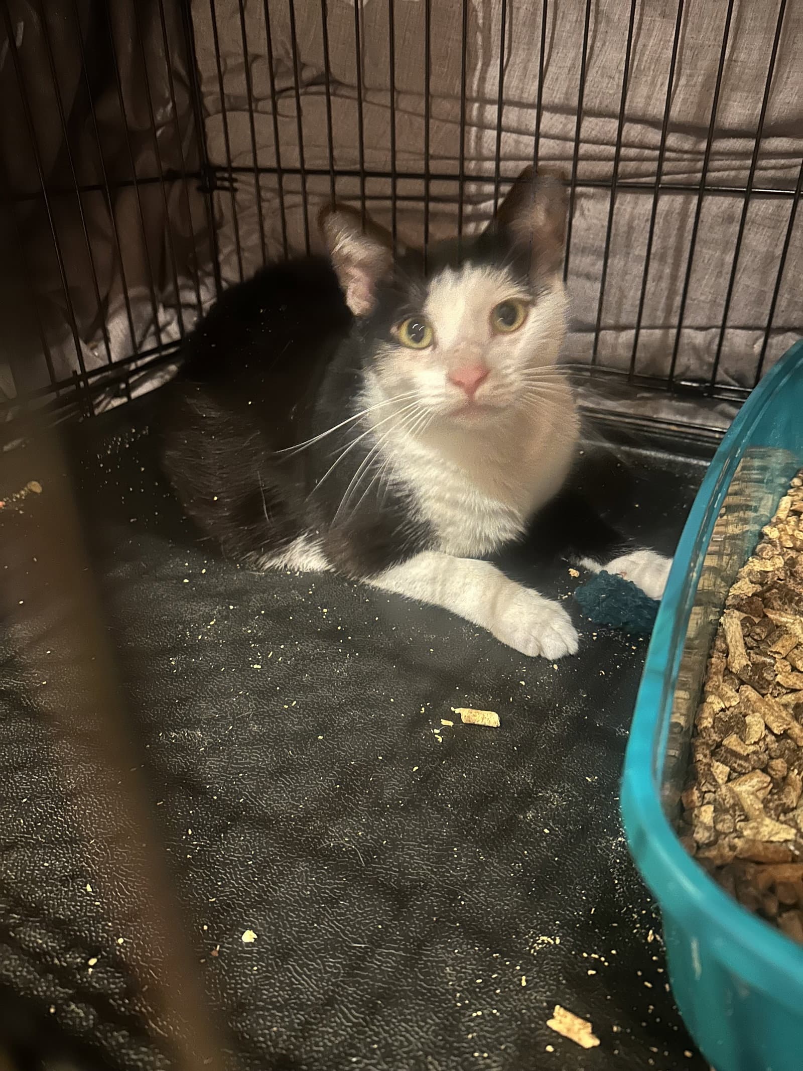Sweetheart - Domestic Short Hair