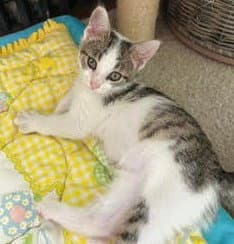 Romeo - Domestic Short Hair
