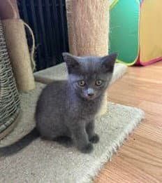 Juliet - Domestic Short Hair