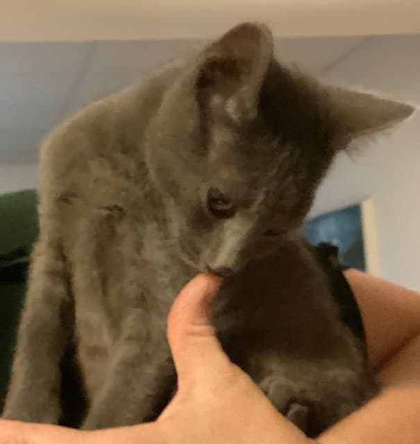 Glasgow - Domestic Short Hair
