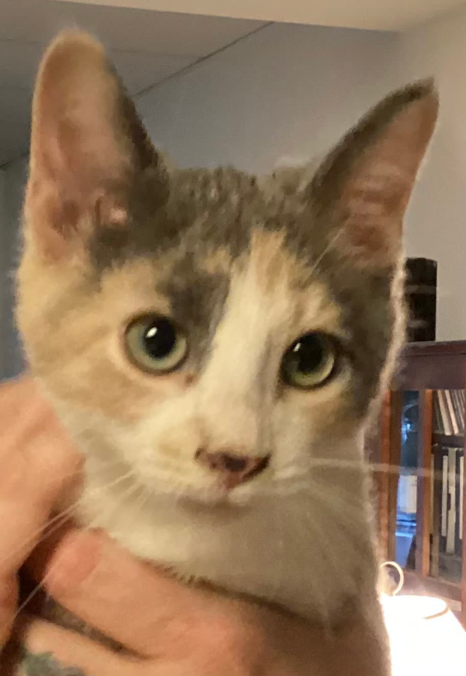 Paisley - Domestic Short Hair