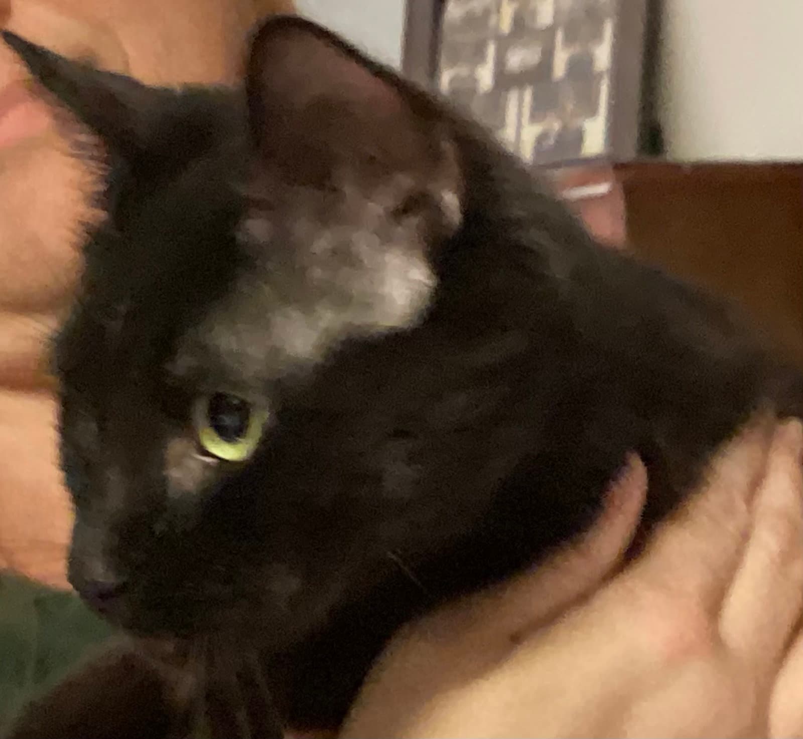 Aberdeen - Domestic Short Hair
