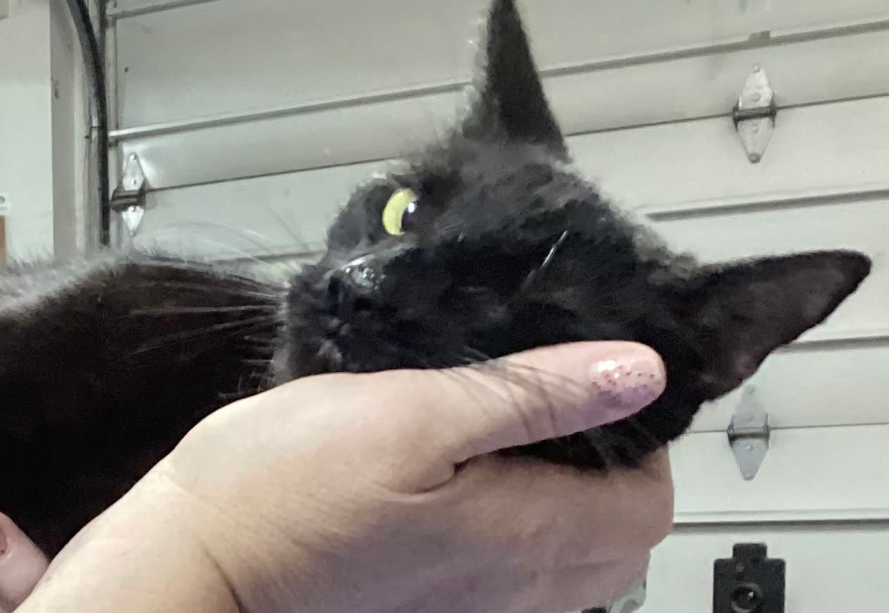 Manhattan - Domestic Short Hair