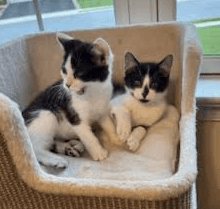Batman - Domestic Short Hair