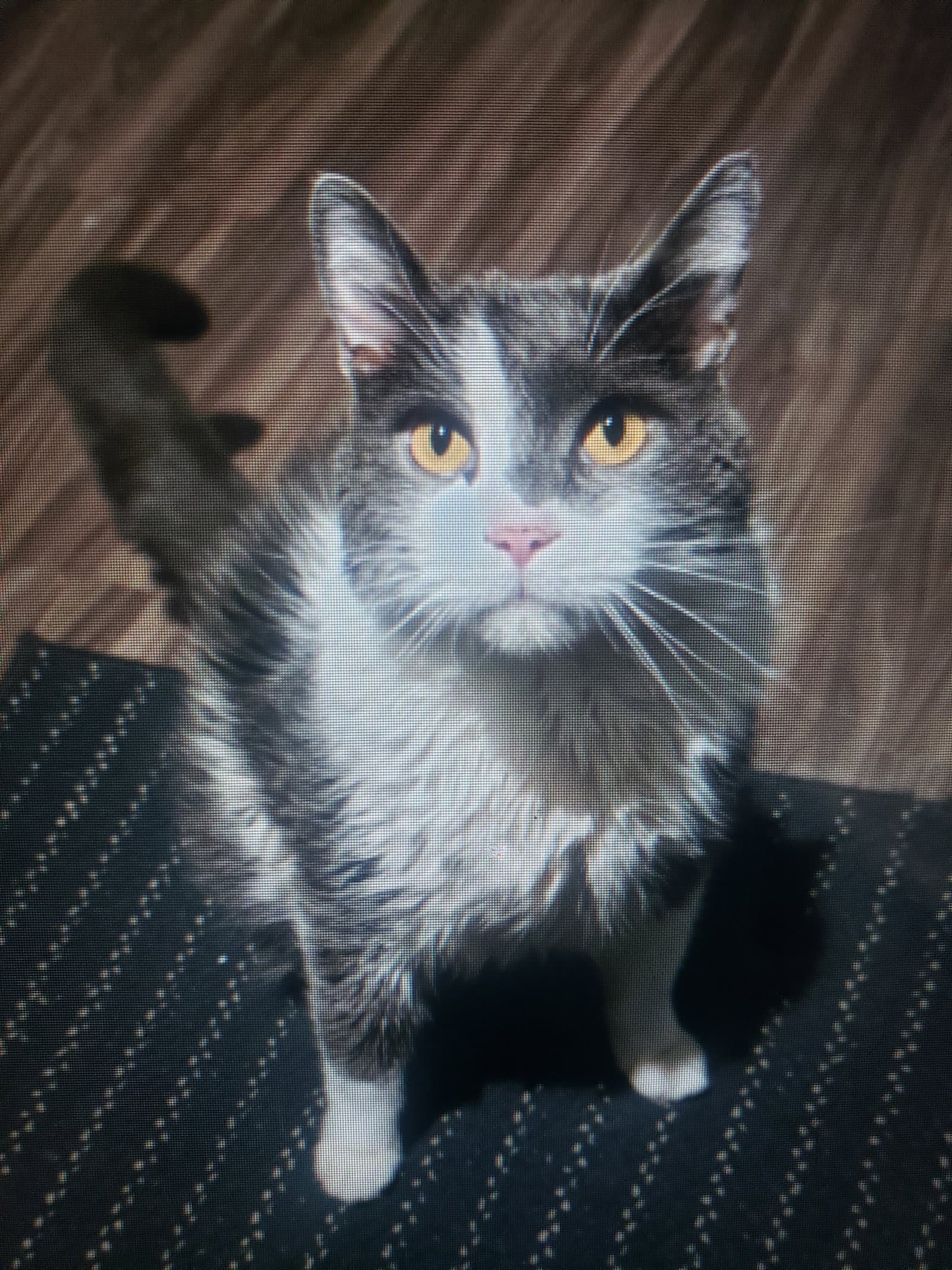 Kota - Domestic Medium Hair