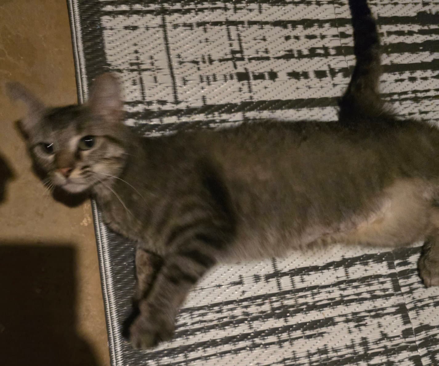Pennelope - Domestic Short Hair