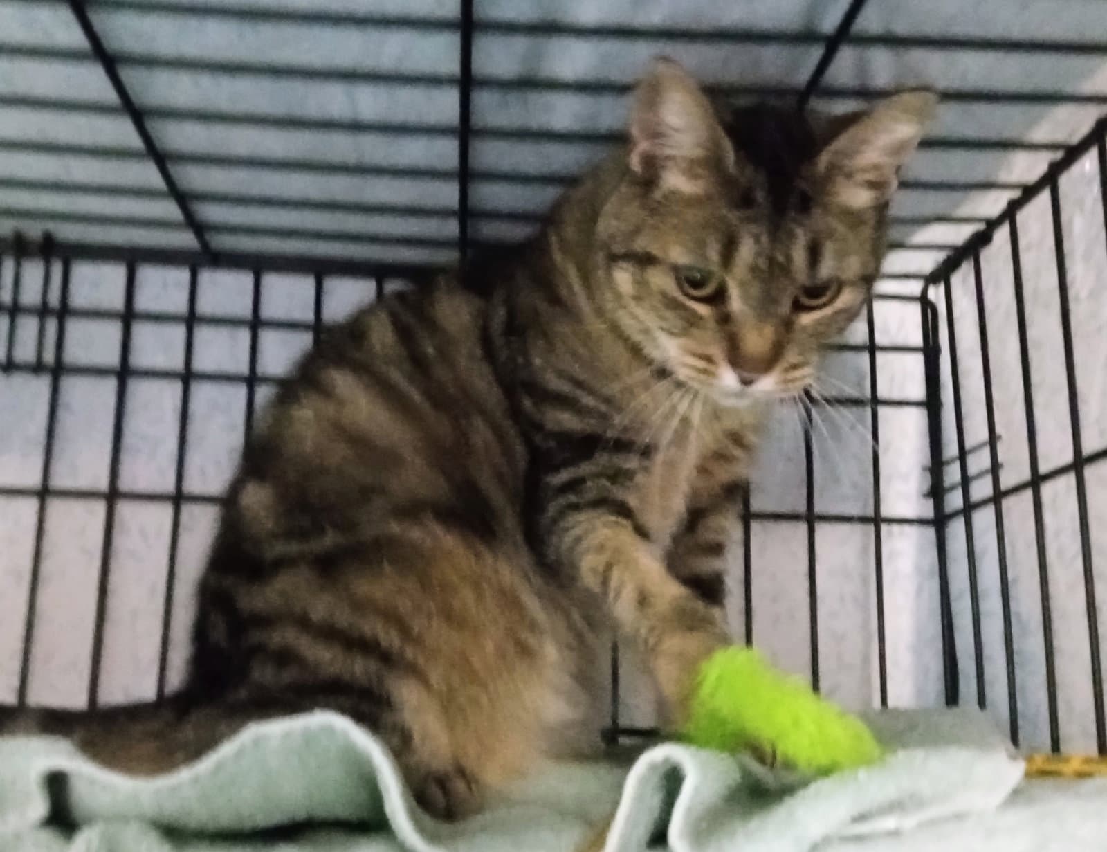 Sussurra - Domestic Short Hair