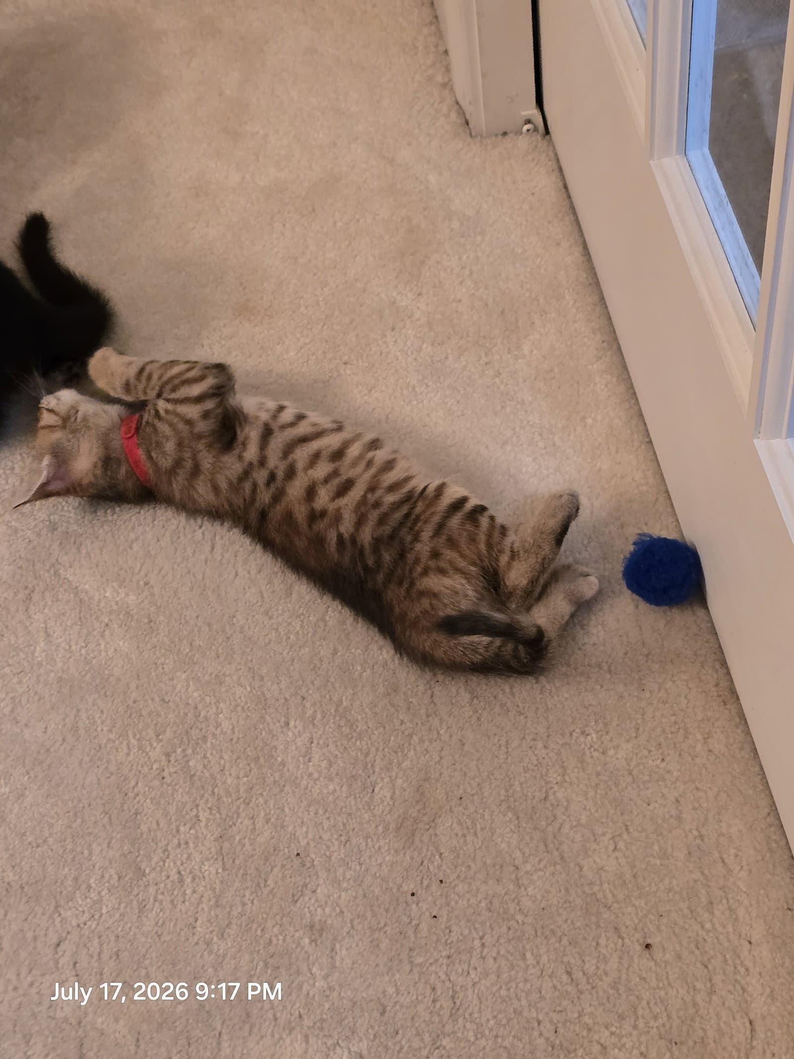 Ratatouille - Domestic Short Hair