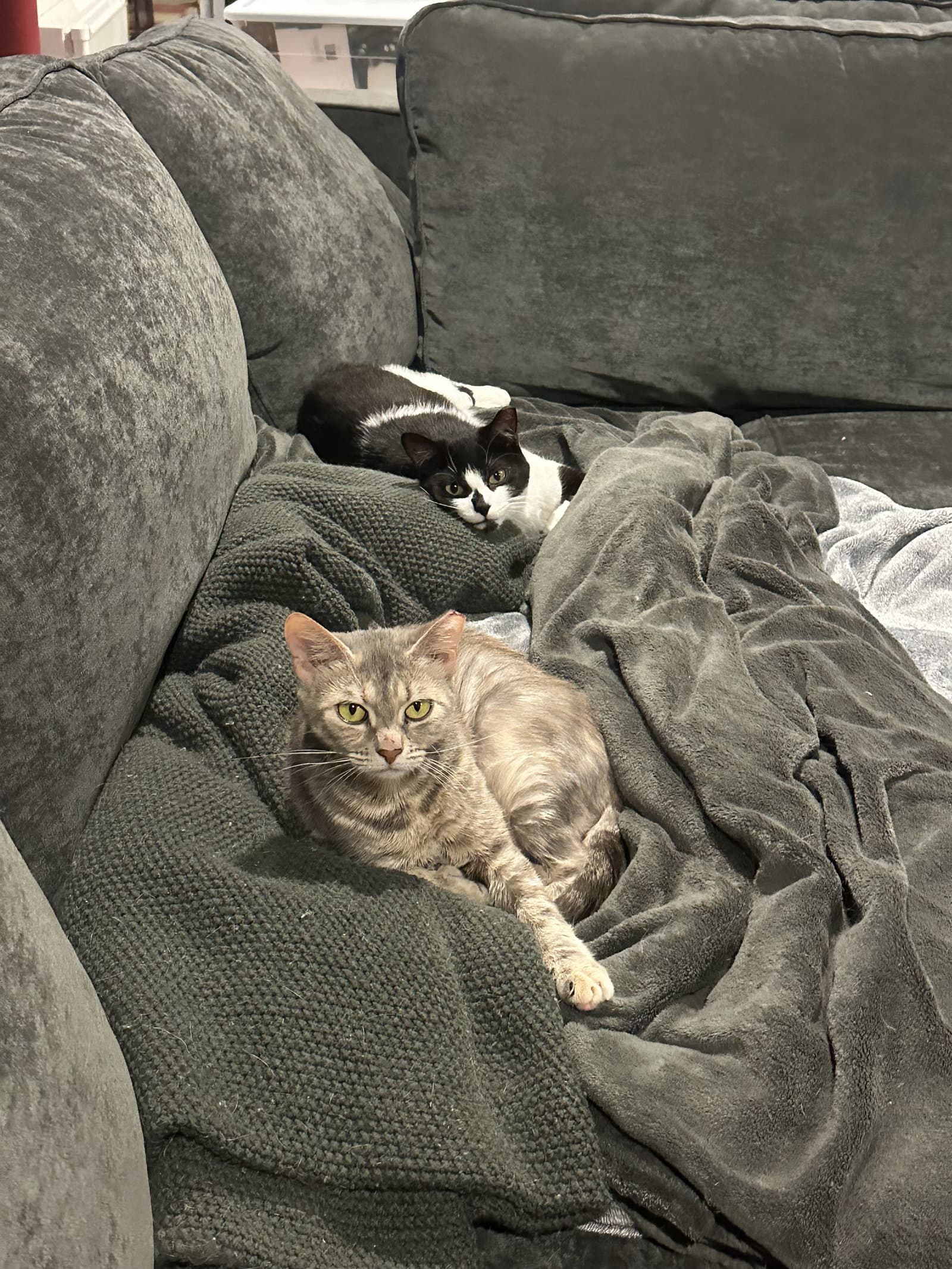 Duchess - Domestic Short Hair