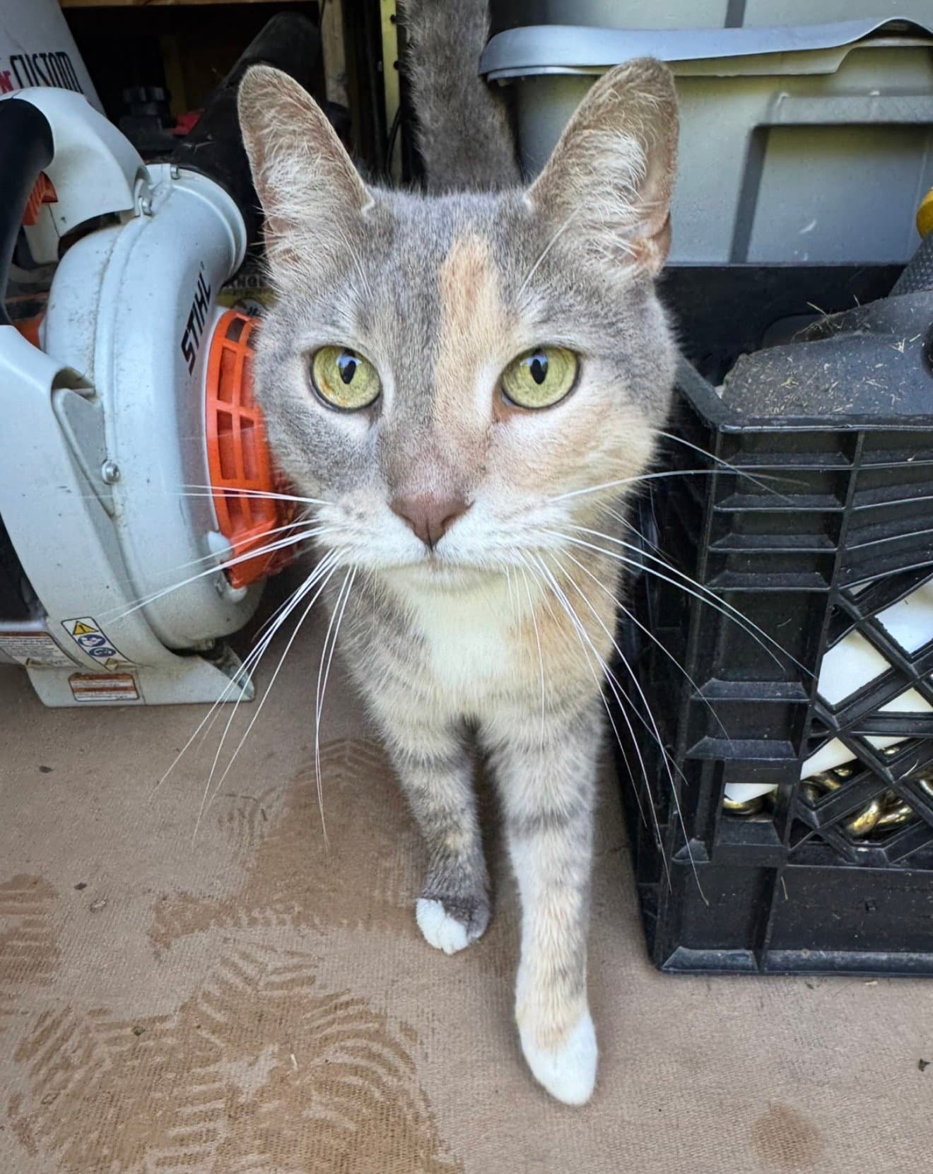 Cassie - Domestic Short Hair