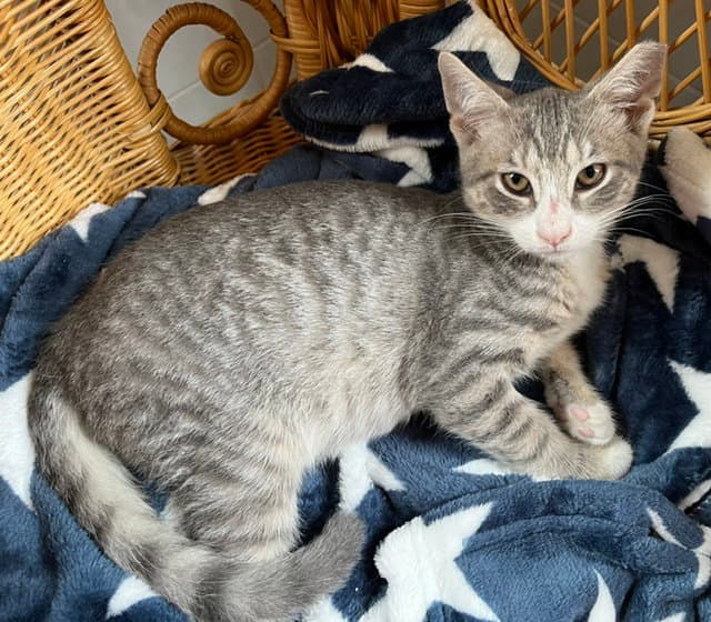Artemus - Domestic Short Hair