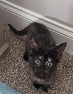 Mia image 2