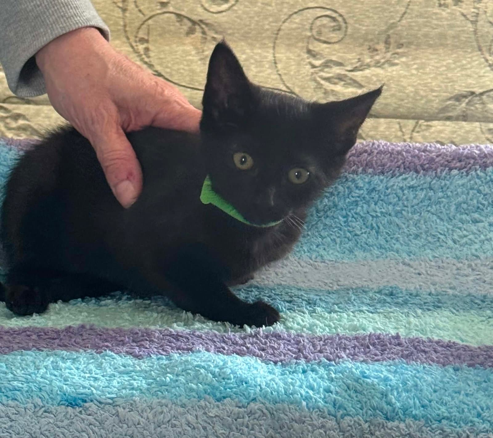 Stella - Domestic Short Hair