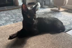 Stella image 2