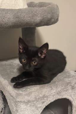 Stella image 3