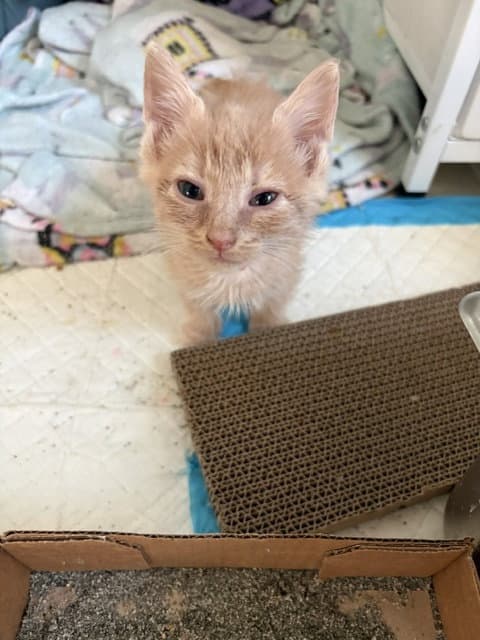 Big Ben - Domestic Short Hair