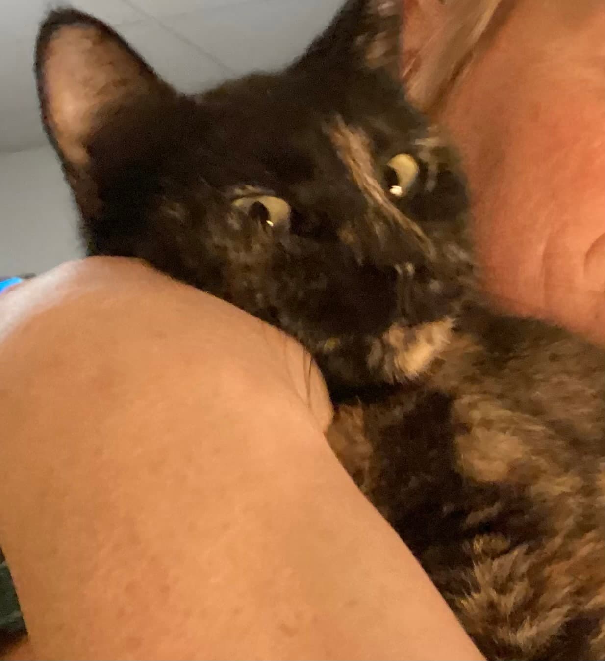Nebula - Domestic Short Hair