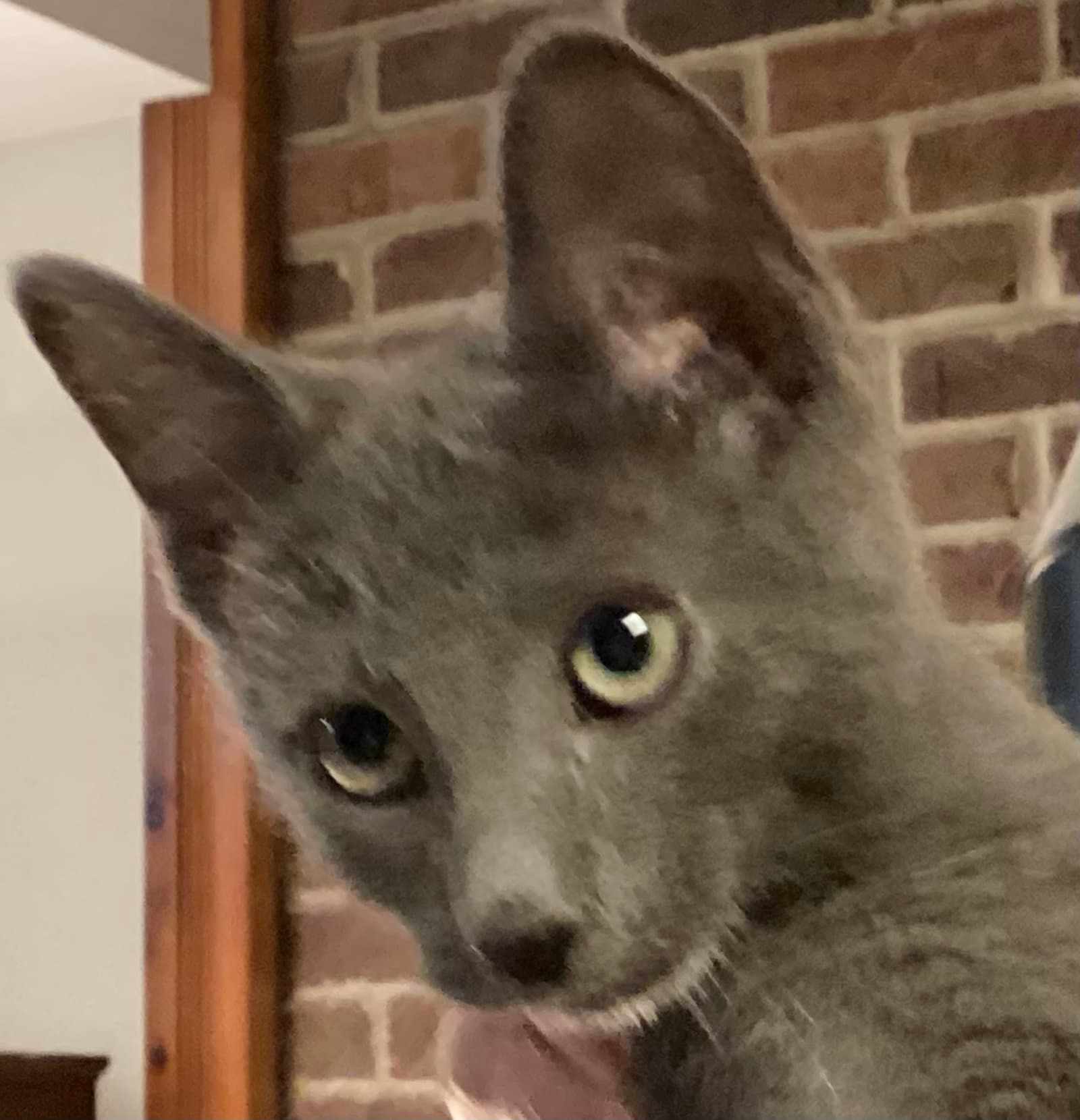 Georgie Girl - Domestic Short Hair