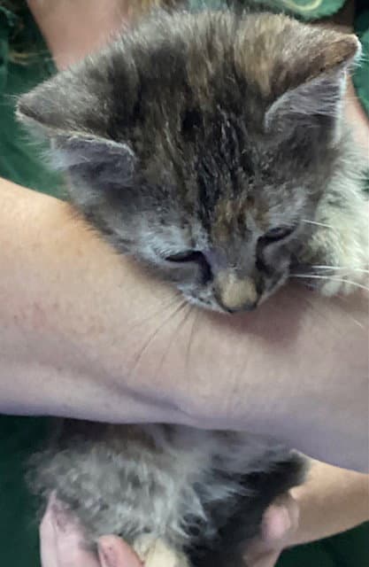 Zedmore - Domestic Short Hair
