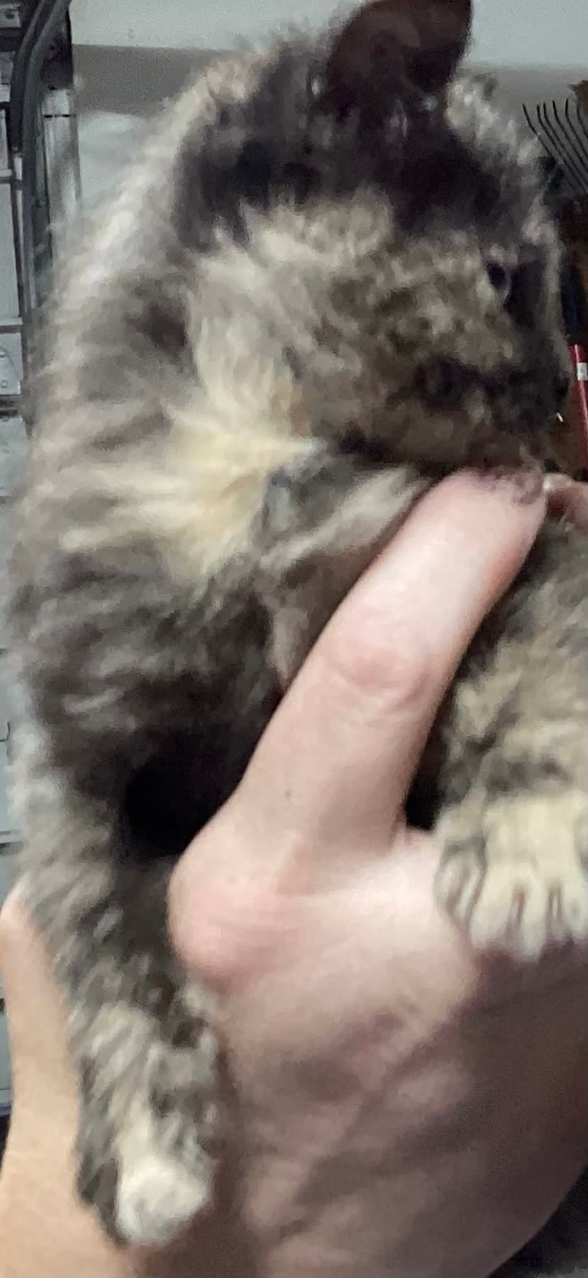 Stan - Domestic Short Hair