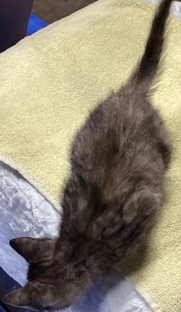 Spengler - Domestic Short Hair